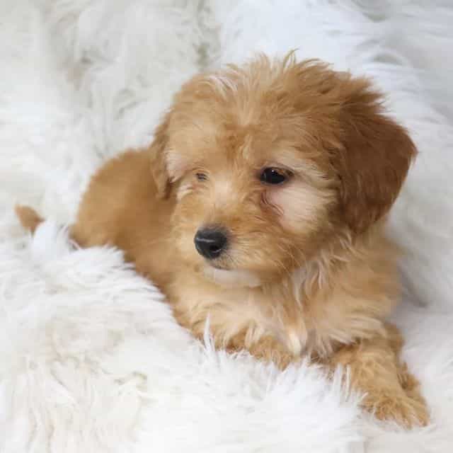 Honey - Goldendoodle Female