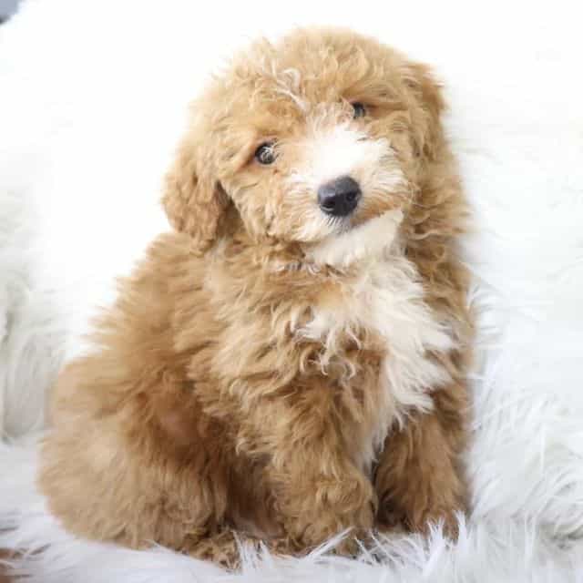 Cowboy - Goldendoodle Male