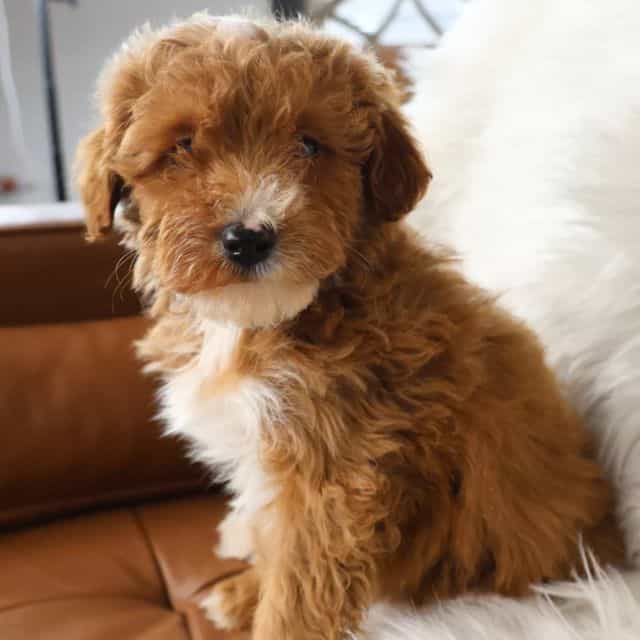 Boss - Goldendoodle Male