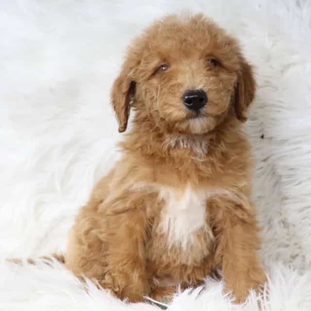 Draco - Goldendoodle Male