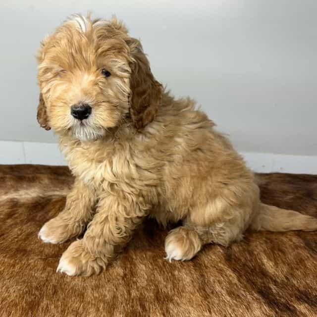 Leo - Goldendoodle Male