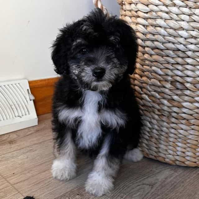 Leia - Bernedoodle Male