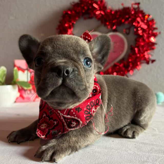 Beau - French Bulldog Male