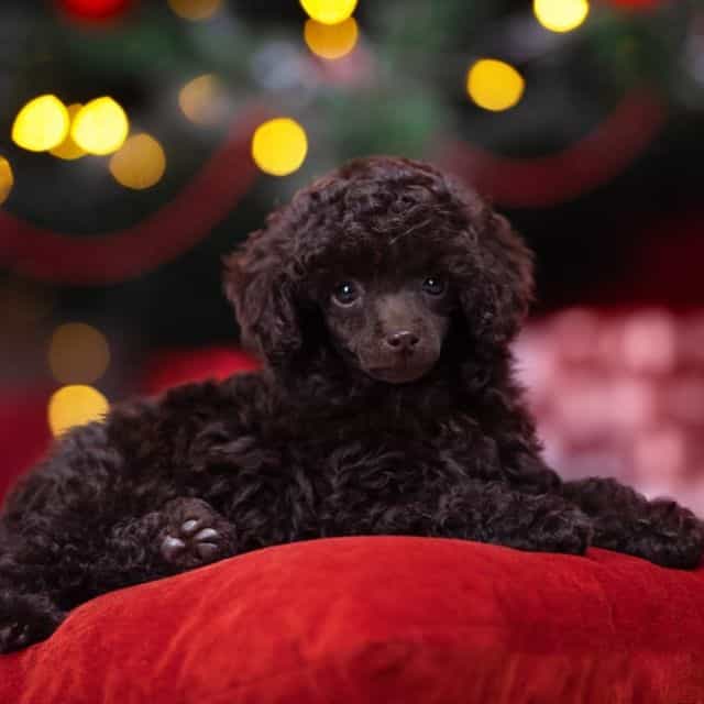 Amore  - Toy Poodle Female