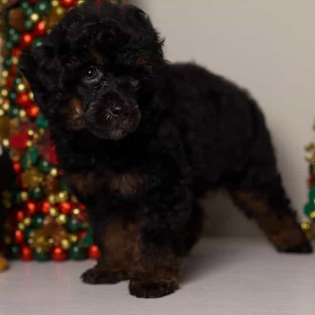 Mateo - Toy Poodle Male