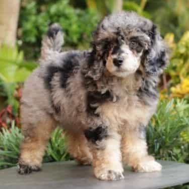 Lolita - Toy Poodle Female