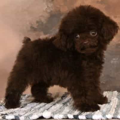 Bentley - Toy Poodle Male