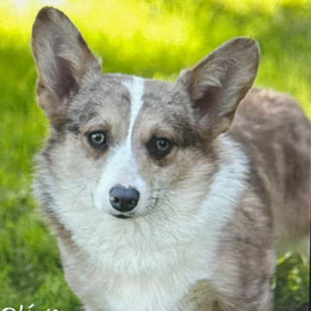 Oliver - Pembroke Welsh Corgi Male