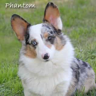 Phantom - Pembroke Welsh Corgi Male