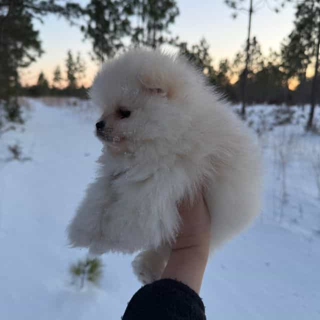 Boo - Pomeranian Male