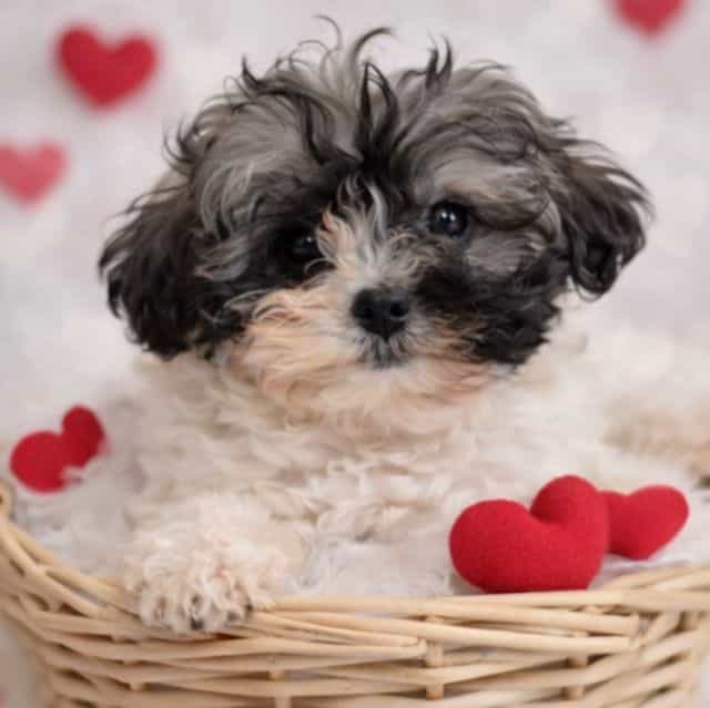 Kisses - Shih-Poo Female