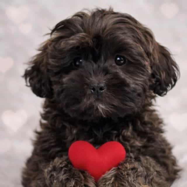 Lovely - Shih-Poo Female