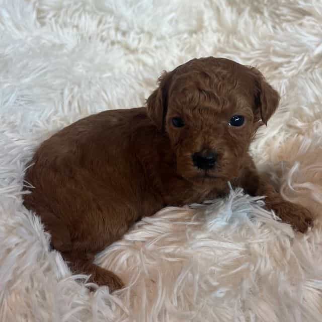 Cinnamon  - Toy Poodle Female