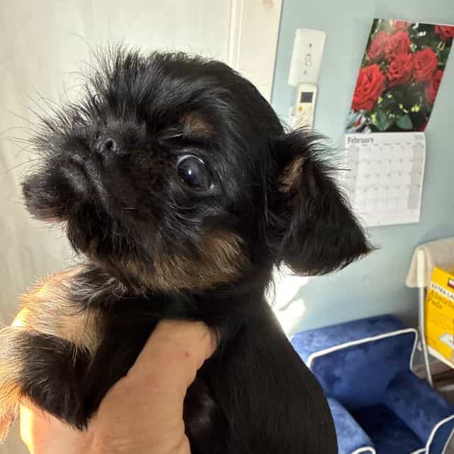 Caroline - Brussels Griffon Female