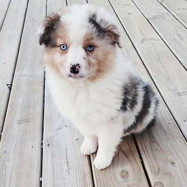 Asher - Australian Shepherd Male