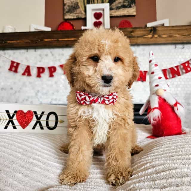 Cupid - Goldendoodle Male