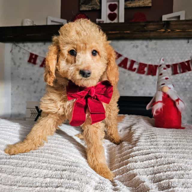 Honey - Goldendoodle Female