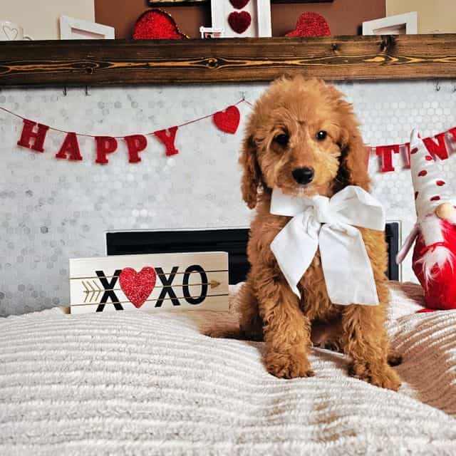 Rosie - Goldendoodle Female