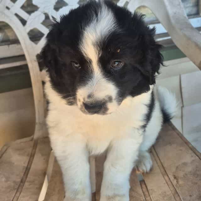 Tennessee - Aussiedoodle Male
