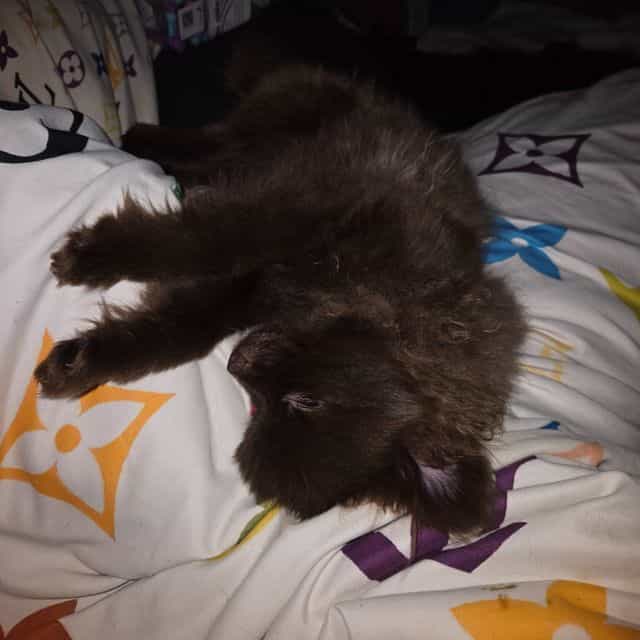 Supreme - Pomeranian Male