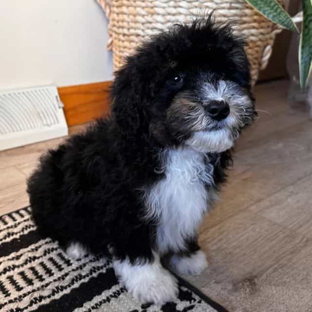 Han - Bernedoodle Male