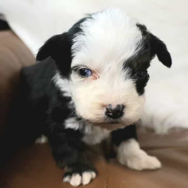 Easton - Bernedoodle Male