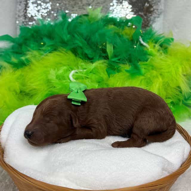 Brinley Green B - Goldendoodle Male