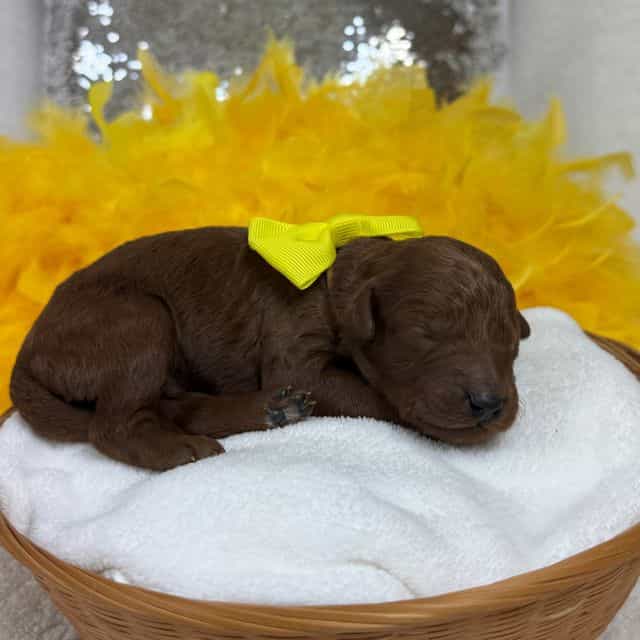 Brinley Yellow  - Goldendoodle Male