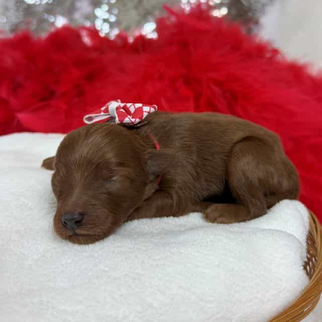 Brinley Red Boy - Goldendoodle Male