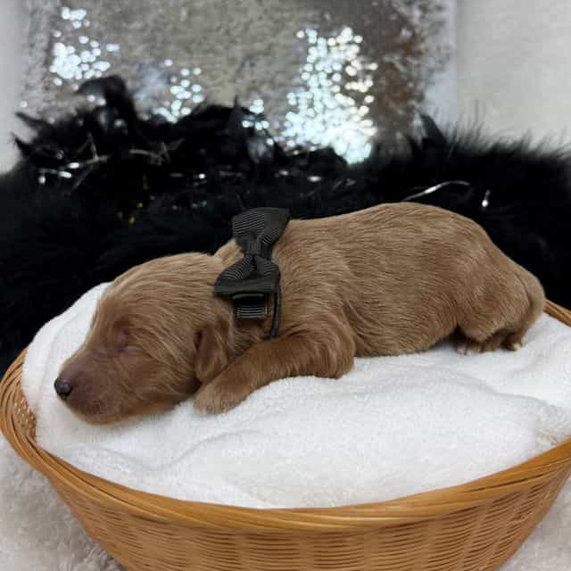 Brinley Black B - Goldendoodle Male