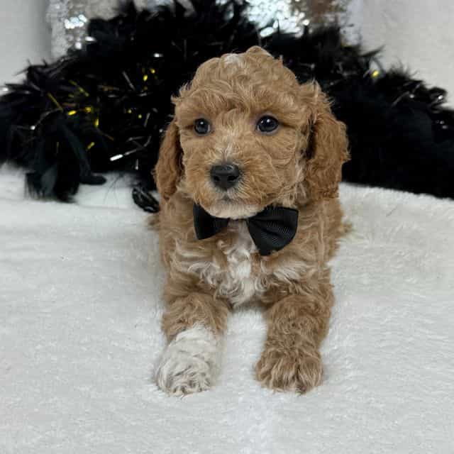 Peaches Black B - Toy Poodle Male