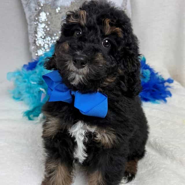Elsa Blue Boy - Bernedoodle Male