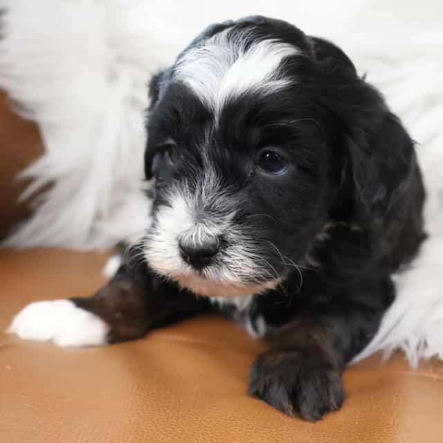 Lucy - Bernedoodle Female