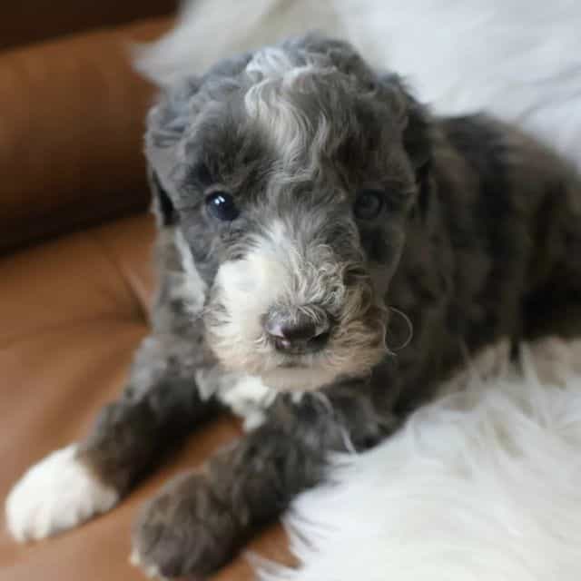 Levi - Bernedoodle Male