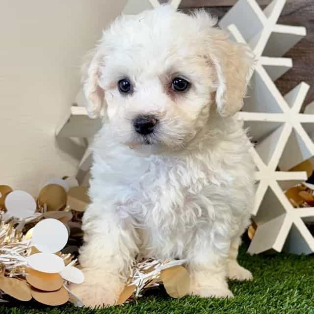 Bailey - Bichon Frise Female