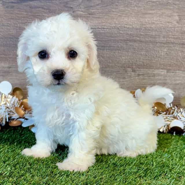 Bailey - Bichon Frise Female
