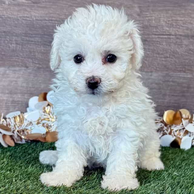 Bear - Bichon Frise Male