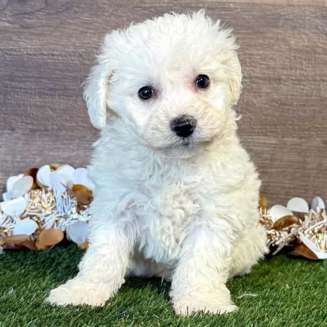 Blake - Bichon Frise Male