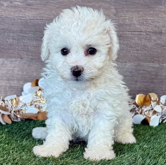 Bella - Bichon Frise Female