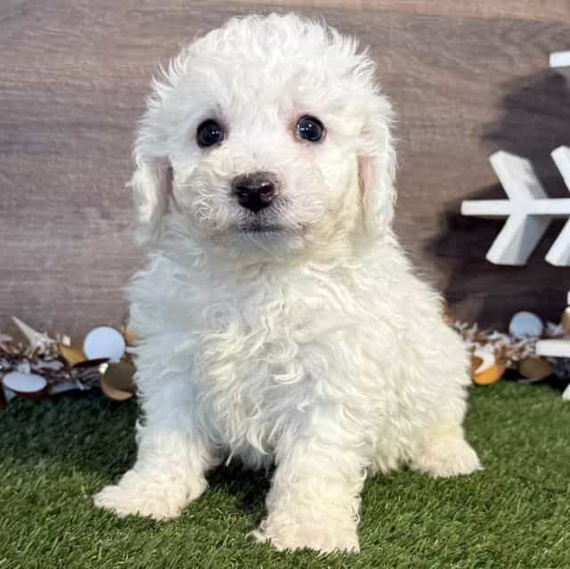 Bo - Bichon Frise Male