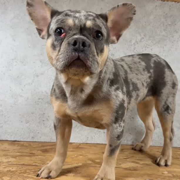Breeze - French Bulldog Female