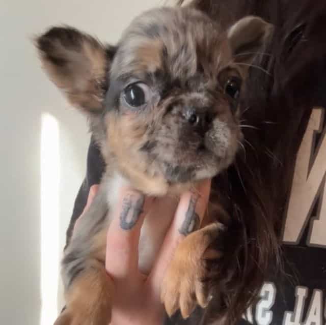 Robin - French Bulldog Female