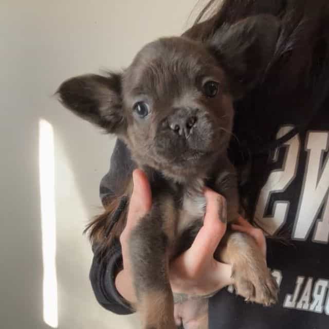 Joyce - French Bulldog Female