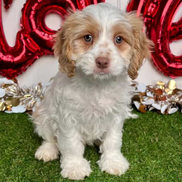 Cruz - Cavapoo Male