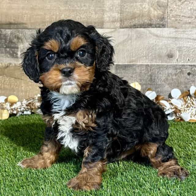 Dax - Cavapoo Male