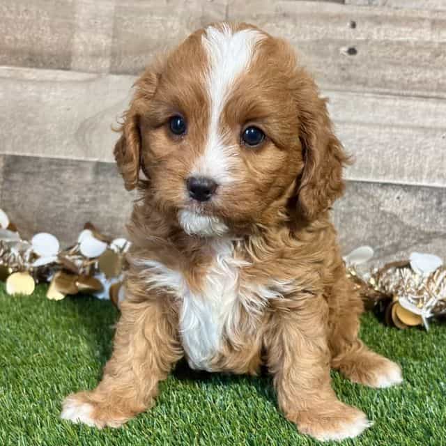Caleb - Cavapoo Male