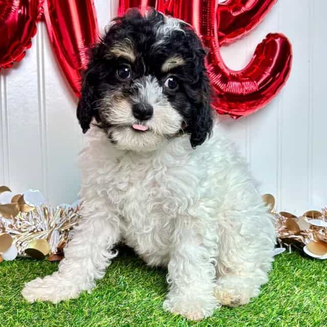 Klaire - Cavapoo Female
