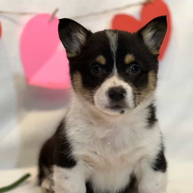 Faith - Pembroke Welsh Corgi Female