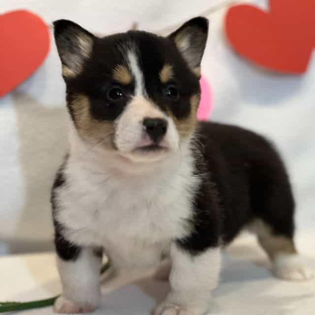 Feona - Pembroke Welsh Corgi Female