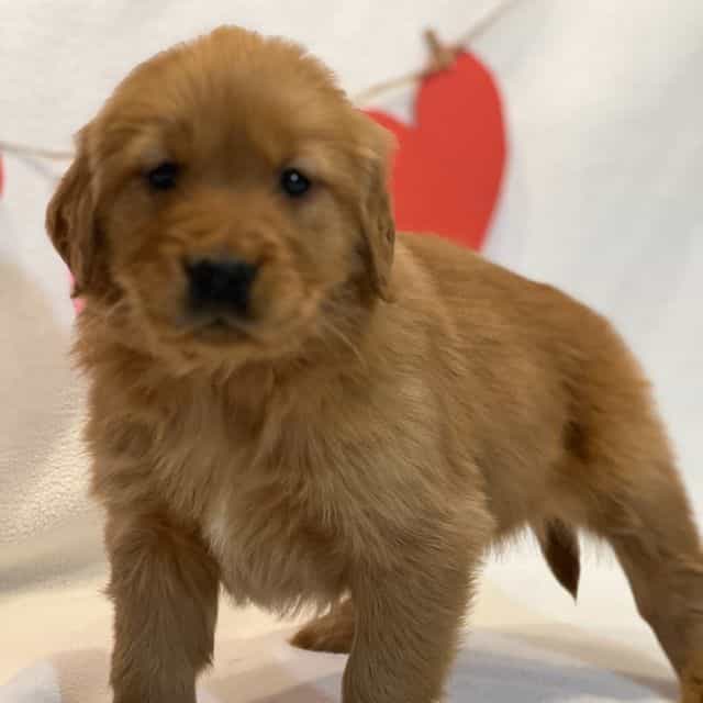 Bubbles - Golden Retriever Female